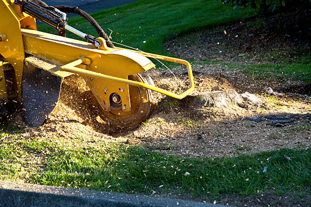 How Our Tree Care Process Works  in  Sandia Knolls, NM